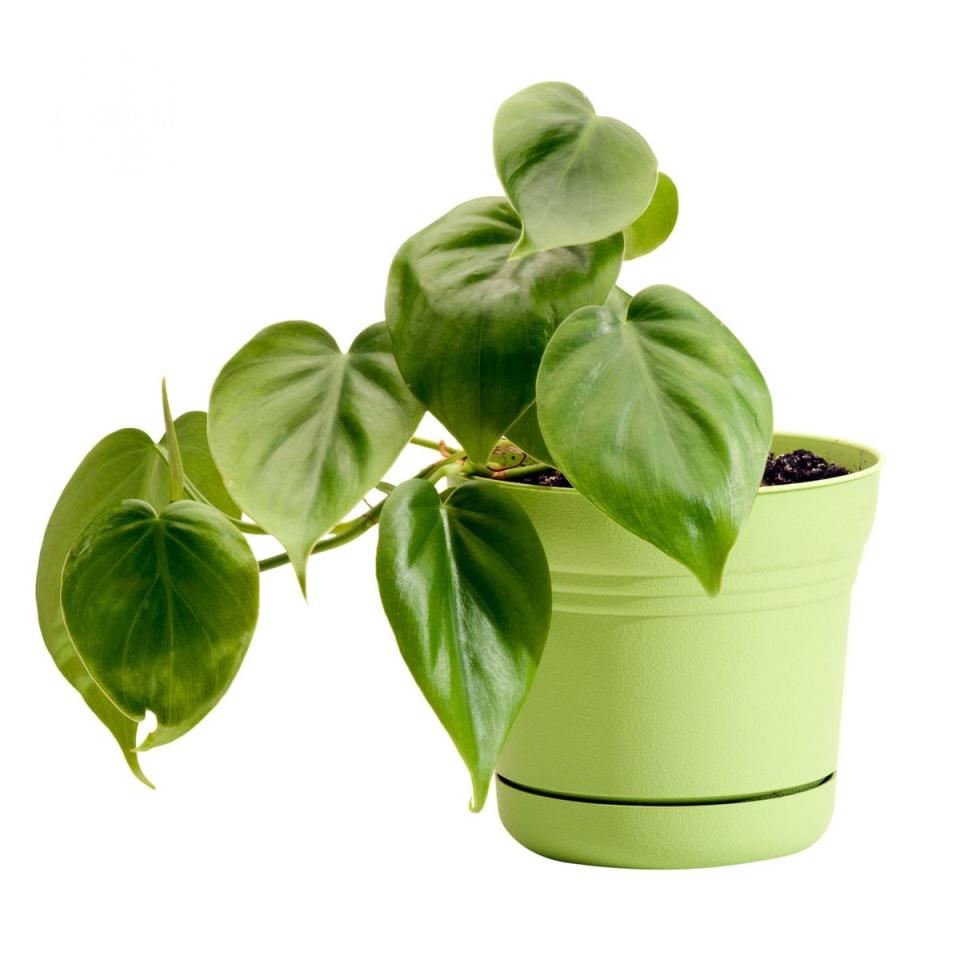 A potted philodendron in a green planter