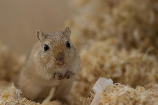 It's illegal to have pet hamsters and gerbils in Australia. These are the  risks they pose - ABC News