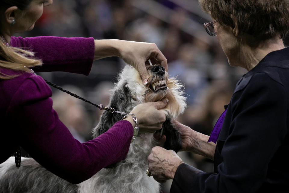 Hound group judge Patricia Craige Trotter  examines teeth at the 143rd Westminster Kennel Club Dog show at Madison Square Garden in New York, Feb. 11, 2019. (Photo: Caitlin Ochs/Reuters)
