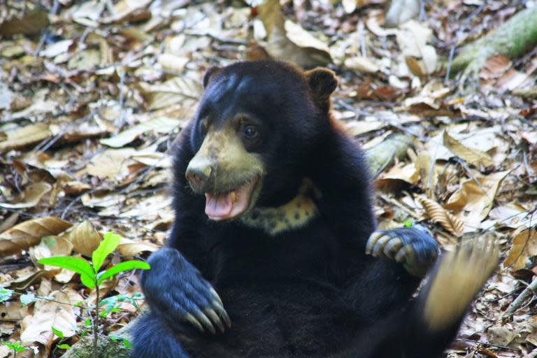 Study of bears' communication casts doubt on human supremacy over animals