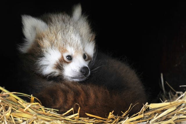 Whipsnade's red pandas emerge for the first time