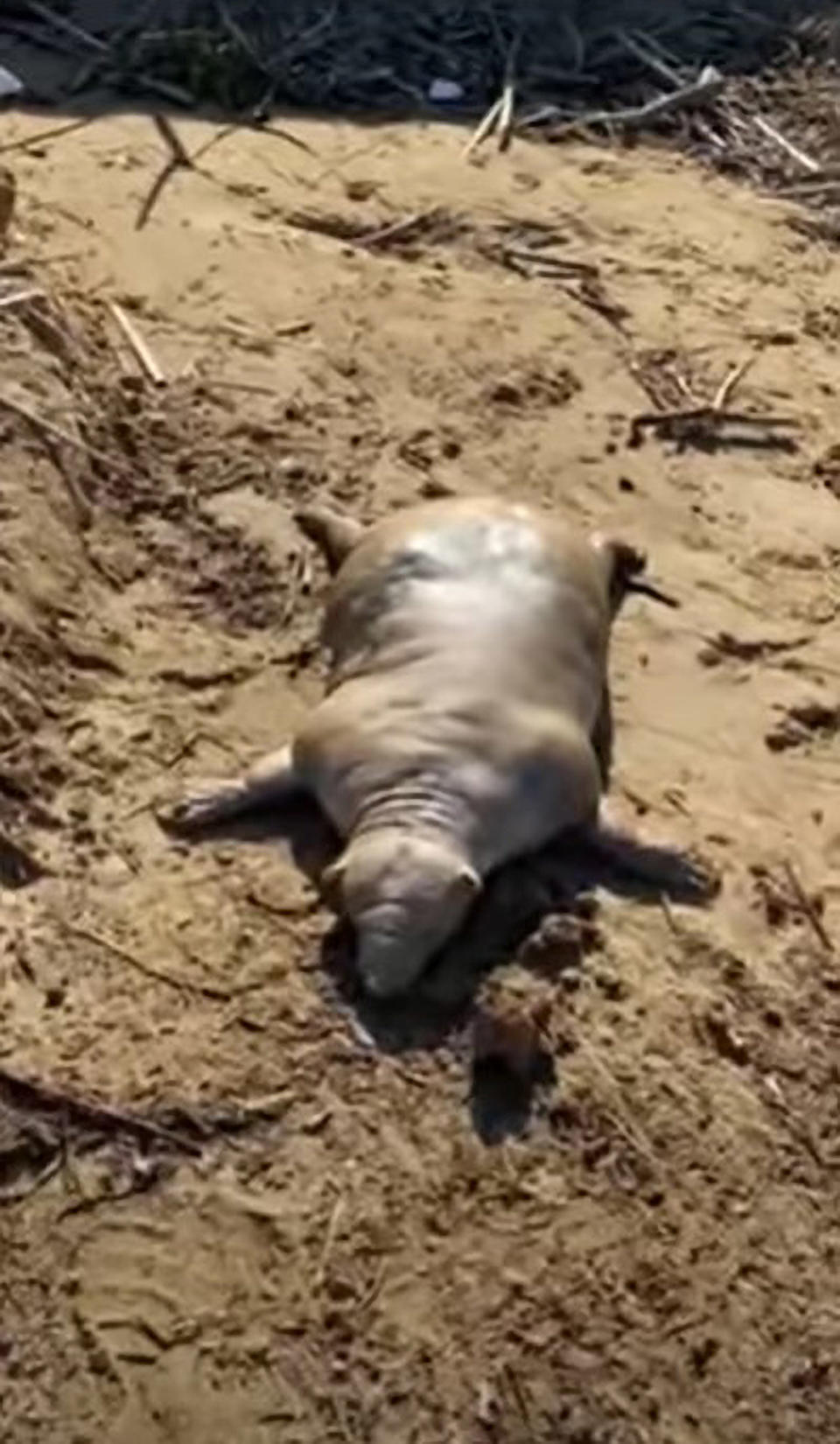 A mysterious creature has washed up on the Greek island of Crete. Source: Newsflash/Australscope