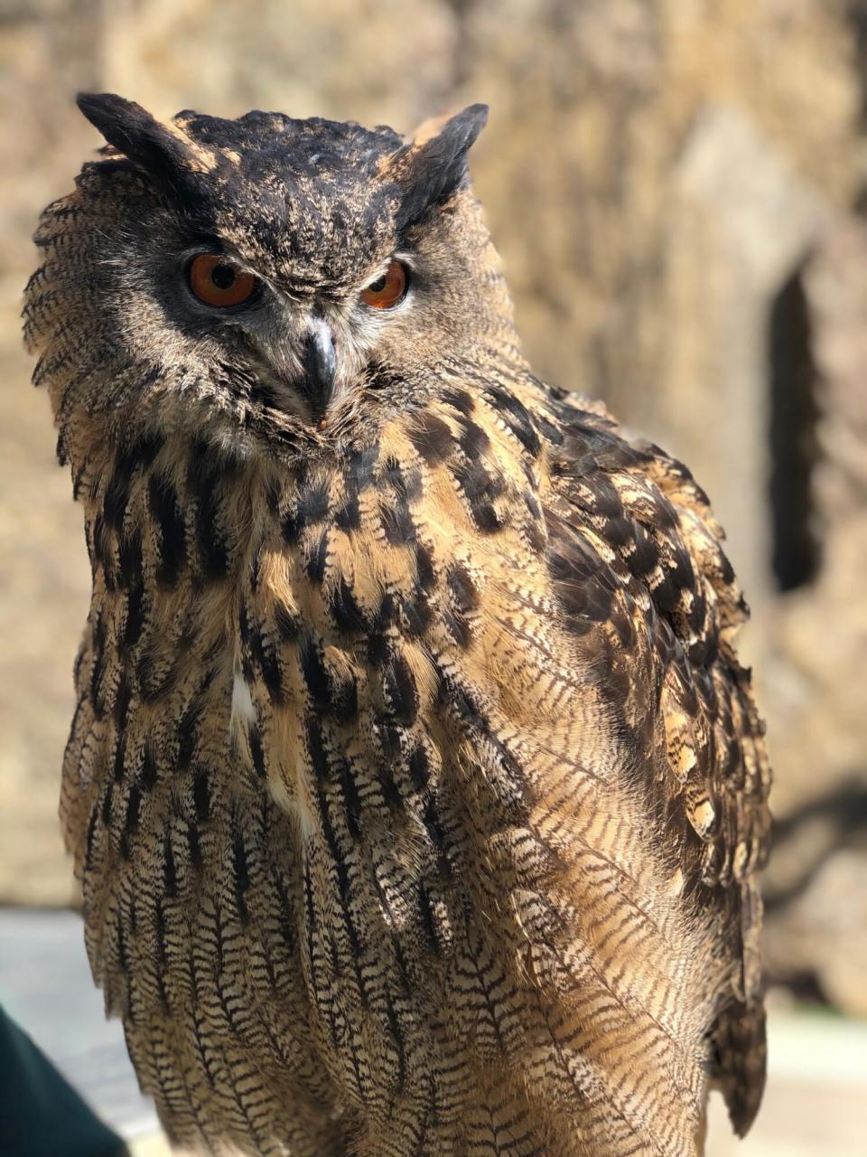 Minnesota Zoo’s Eurasian eagle owl named Gladys