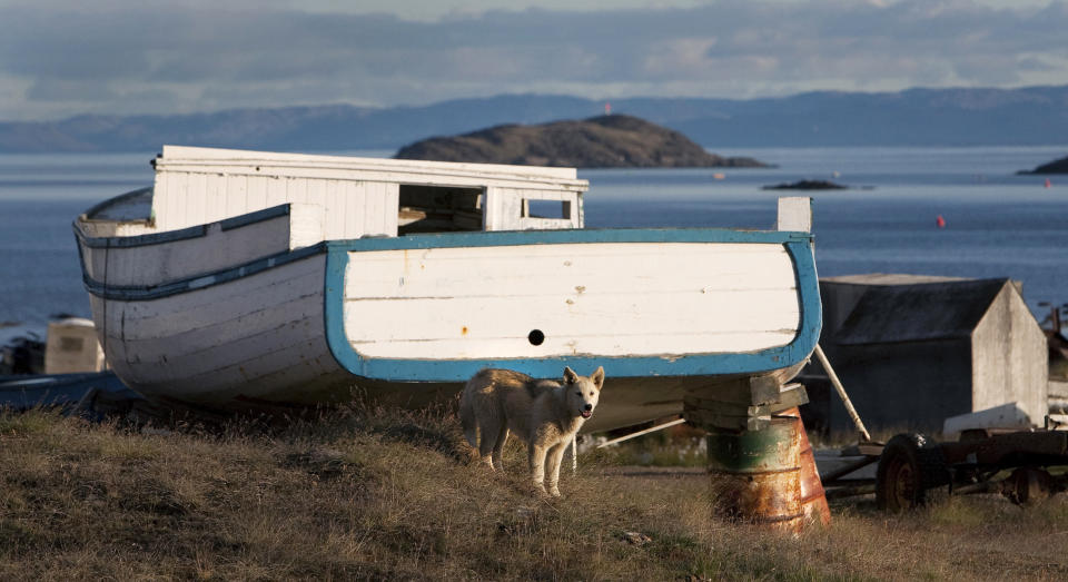 A husky stands near a boat being repaired along the water front of Iqaluit, Nunavut on Baffin Island in the Canadian Arctic August 16, 2009. REUTERS/Andy Clark (CANADA SOCIETY ENVIRONMENT ANIMALS)