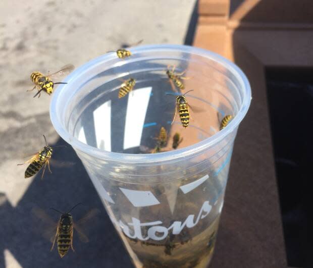 A little bit of food or drink can attract a lot of wasps this time of year. (Holly Caruk/CBC - image credit)