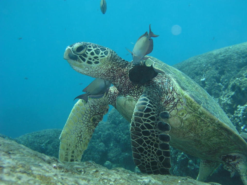 A green sea turtle (<em>Chelonia mydas</em>). The species is endangered or threatened throughout the world, and is facing a dangerous tumor-causing disease called fibropapillomatosis. <cite>Thierry Work/USGS</cite>