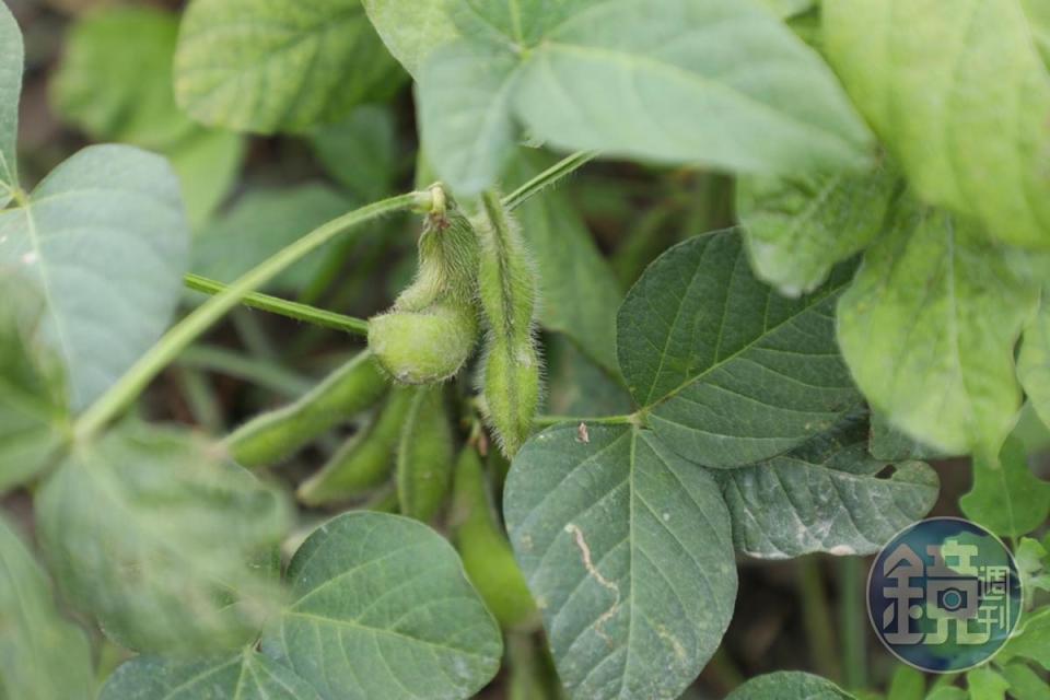 毛豆其實就是黃豆、黑豆的年輕時期，因鮮莢裡帶有許多茸毛而得名。