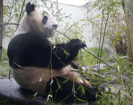 Tian Tian, a giant panda eats bamboo in the outdoor enclosure at Edinburgh Zoo ,Scotland April 12, 2016. REUTERS/Russell Cheyne