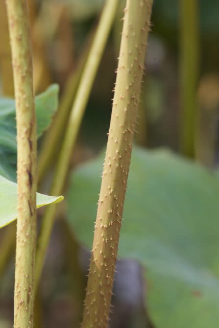 蓮花莖梗上滿滿尖銳細刺，遠觀就好。蓮子農常被刺到哇哇叫。