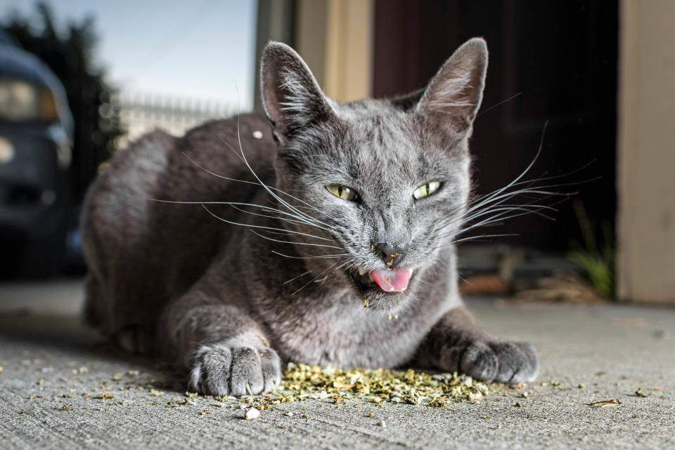 Photographer captures hilarious, euphoric expressions of kitties high on catnip