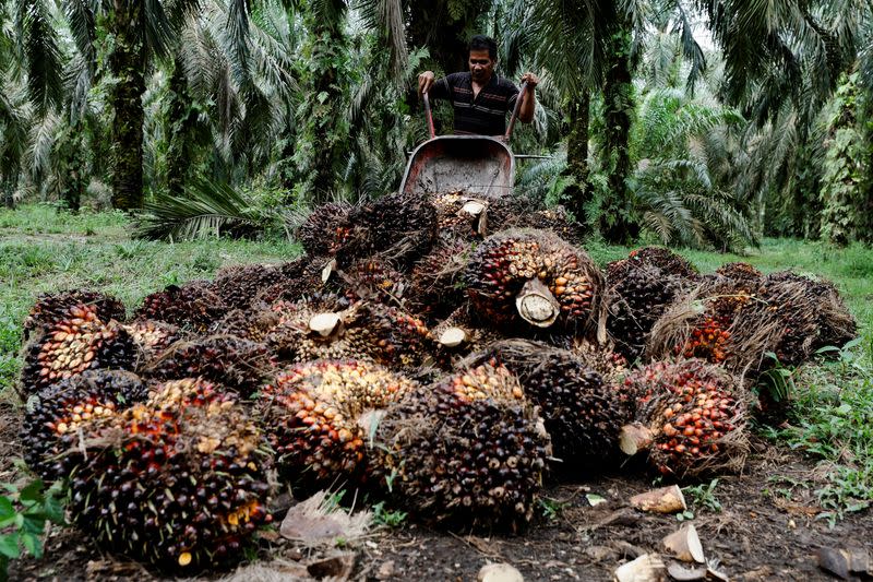 Palm oil plantation in Kampar regency as Indonesia announced a ban on palm oil exports effective this week