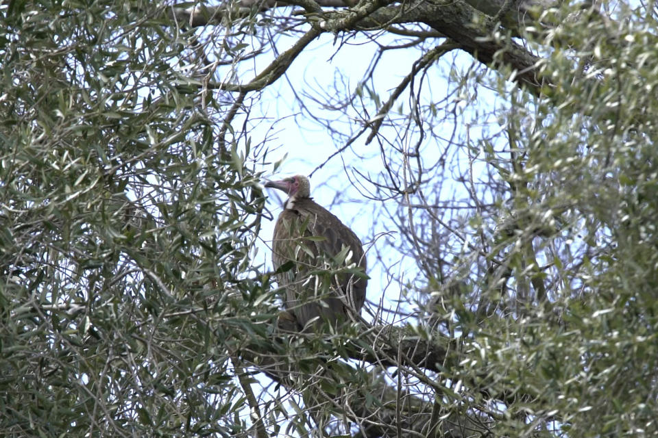 This image provided by the Oakland Zoo, Oliver, a male African hooded vulture, roosts on a tree limb at the zoo in Oakland, Calif., Thursday, March 23, 2023. Officials were working Thursday to capture the endangered hooded vulture that escaped from a zoo aviary that was destroyed after a massive tree fell on it during a storm this week. (Oakland Zoo via AP)