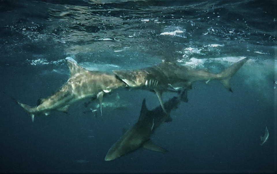 Incredible images have captured the moment a hungry oceanic blacktip shark appears to try to swallow another whole. Source: Media Drum Images/Mia Vorster