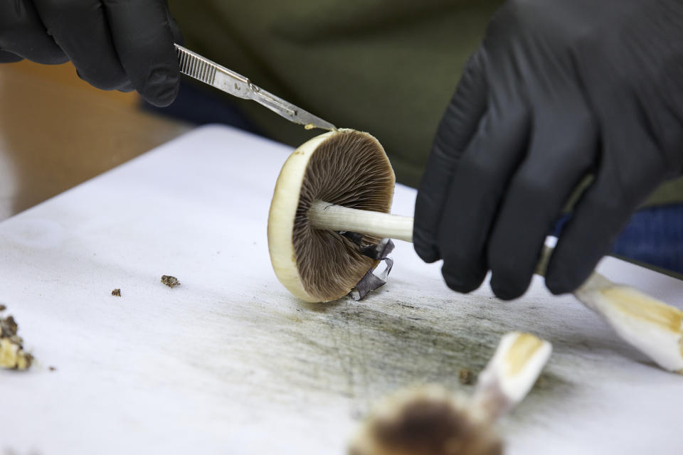 FILE - A grower cuts psilocybin mushrooms to prepare for distribution in Springfield, Ore., Monday, Aug. 14, 2023. Naturally occurring substances like psilocybin, a fungus, can’t be patented by themselves. (AP Photo/Craig Mitchelldyer, File)