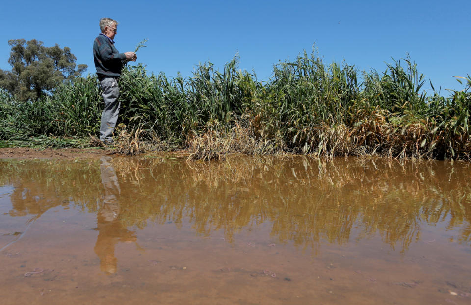 Farmer inspecting flood-damaged crop