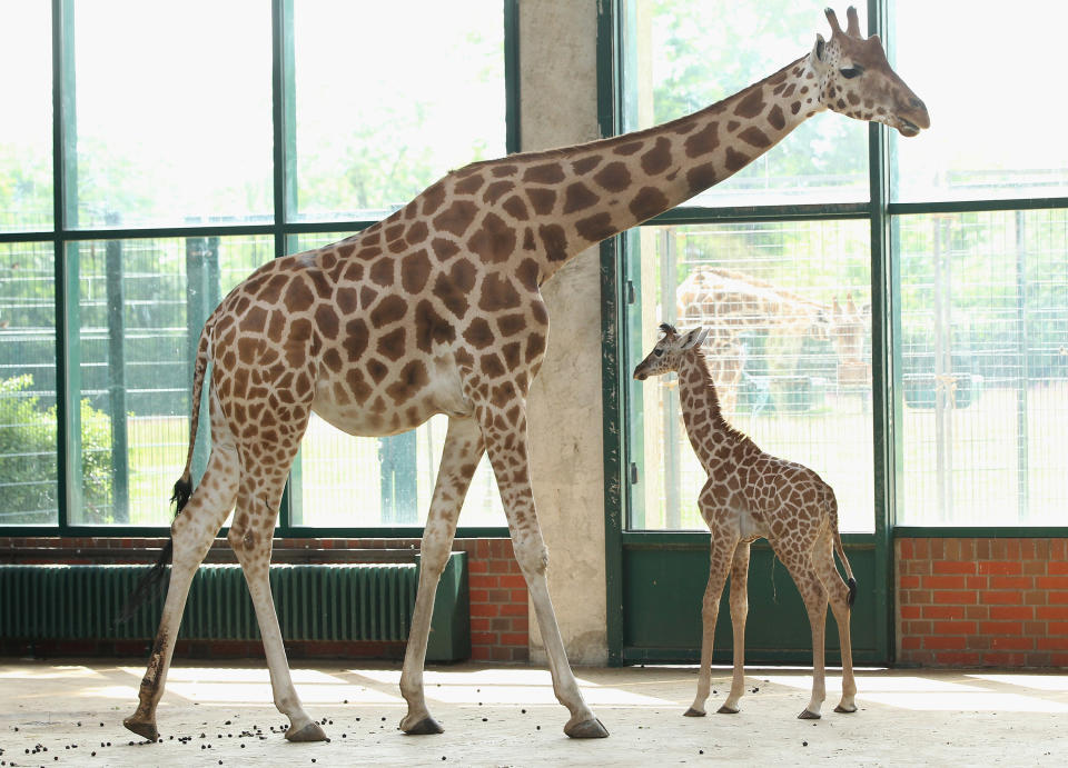 BERLIN, GERMANY - JUNE 29: Jule, a baby Rothschild giraffe, stands next to her mother in her enclosure at Tierpark Berlin zoo on June 29, 2012 in Berlin, Germany. Jule was born at the zoo on June 10. (Photo by Sean Gallup/Getty Images)