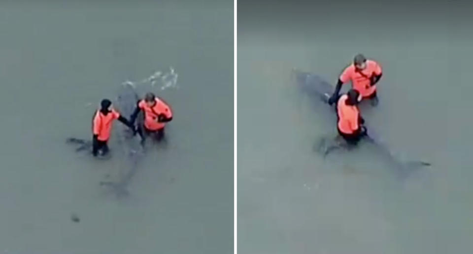 Rescuers desperately tried to save a baby whale stranded in Port Phillip Bay, off Altona in May 2018. The distressed mammal was forced to be euthanased. Source: 7 News