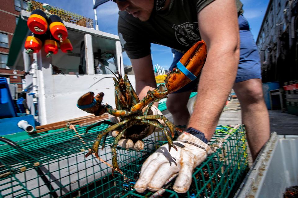 In this May 29, 2020, file photo, Eric Pray unpacks a lobster on a wharf in Portland, Maine.