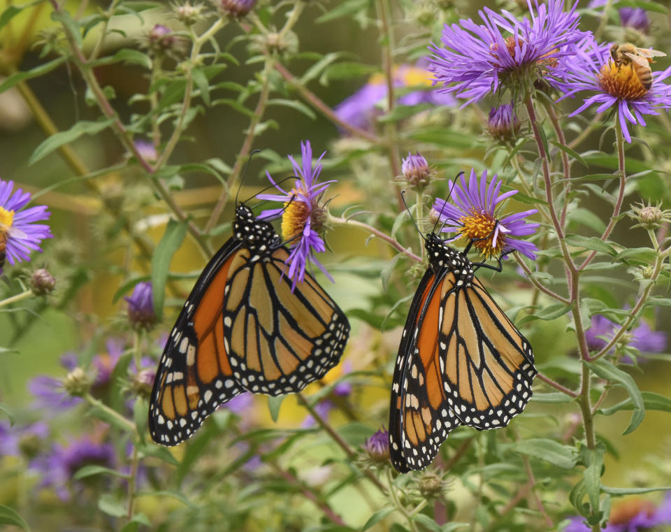 This undated photo provided by Timber Press shows monarch butterflies in the University of Delaware Botanical Garden in Newark, Del., and is featured in the Douglas Tallamy book "Nature's Best Hope: A New Approach to Conservation that Starts in Your Yard." Tallamy, a professor at the University of Delaware, is urging everyone _ homeowners and renters, in cities, suburbs and rural areas _ to pitch in. The wildlife ecologist and author doesn't just want you to embrace native plants in your yard or on your patio, he wants everyone to see their patches of land as part of a giant quilt. A "Homegrown National Park.'' Tallamy says a massive project like that can go a long way toward nurturing and protecting birds and pollinators. (Douglas Tallamy/Timber Press via AP)