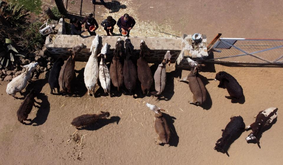 Donkeys are being fed by visitors in Burrolandia-Donkeyland, a sanctuary dedicated to the protection of donkeys, after they were saved from mistreatment and abandonment in Otumba, State of Mexico, Mexico March 20, 2021.Picture taken March 20, 2021 with a drone.  REUTERS/Carlos Jasso