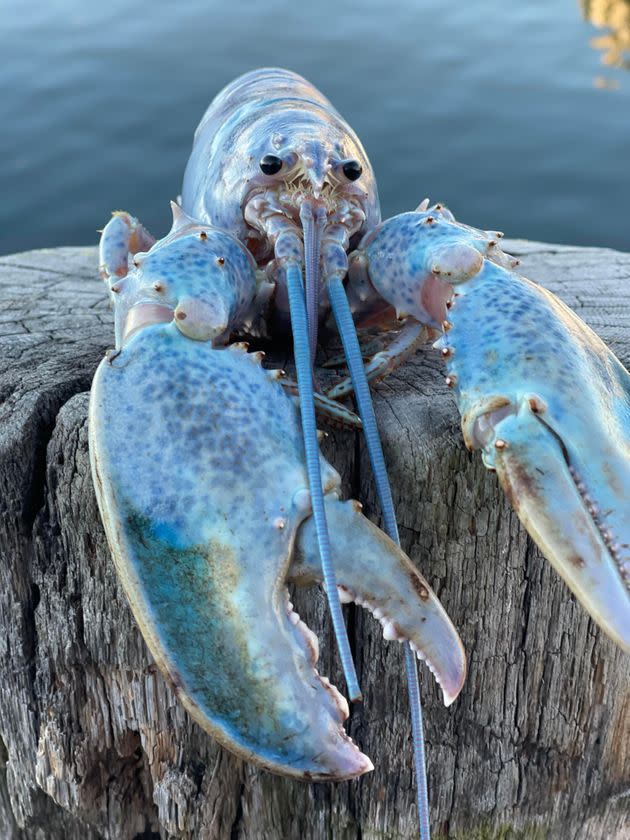 Meet Haddie. Only 1 in every 100 million lobsters has this pastel coloring. (Photo: Mark Murrell/Get Maine Lobster)