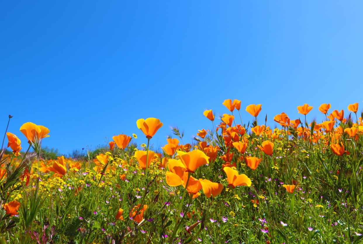 types of wildflowers california poppy