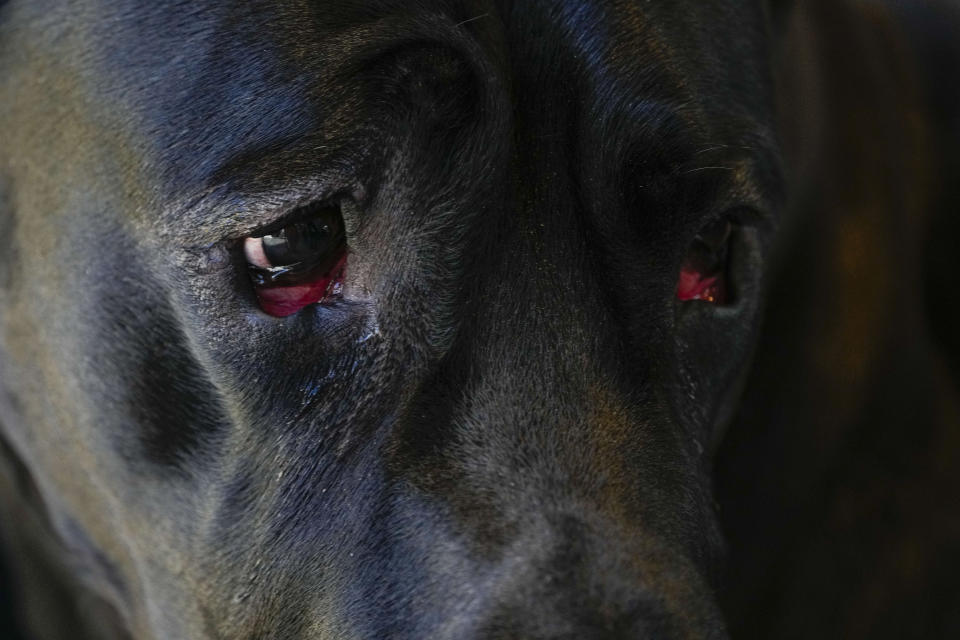 A Great Dane is seen in the Breeds Showcase area during the 147th Westminster Kennel Club Dog show, Saturday, May 6, 2023, at the USTA Billie Jean King National Tennis Center in New York. (AP Photo/Mary Altaffer)