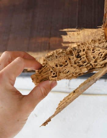 How to Get Rid of Termites Before You Begin