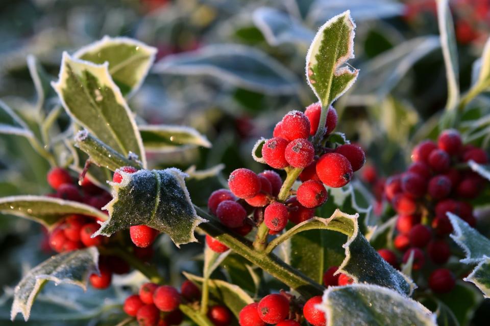 Holly berries