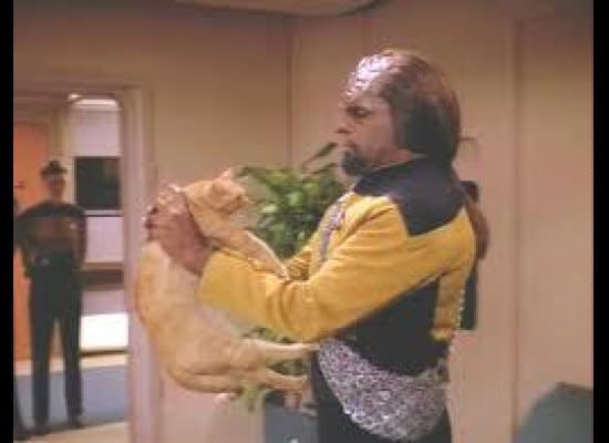 Cat: Not Klingon's Best Friend (Via <a href="http://www.fanforum.com/f89/spot-data-s-cat-appreciation-thread-note-contains-loads-data-spot-images-44454/" target="_hplink">Fan Forum</a>)