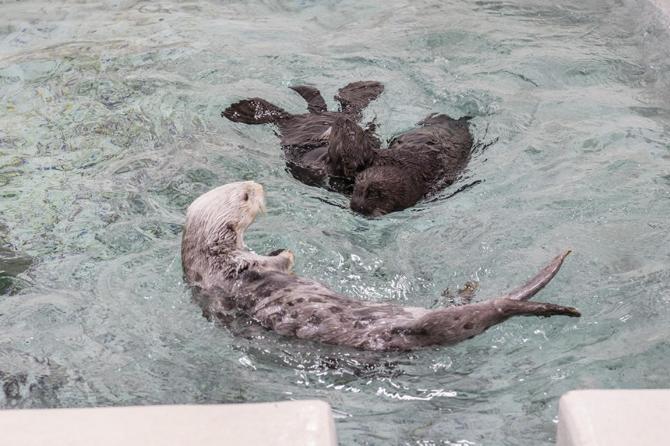 Photo: Shedd Aquarium/Brenna Hernandez