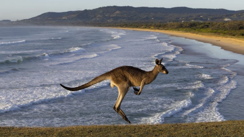 Virtual fences let kangaroos run free and safe from cars. - Photo: Matt Jelonek (Getty Images)