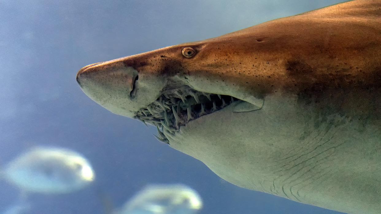  Close up of a bull shark's face from the side with its teeth showing. 