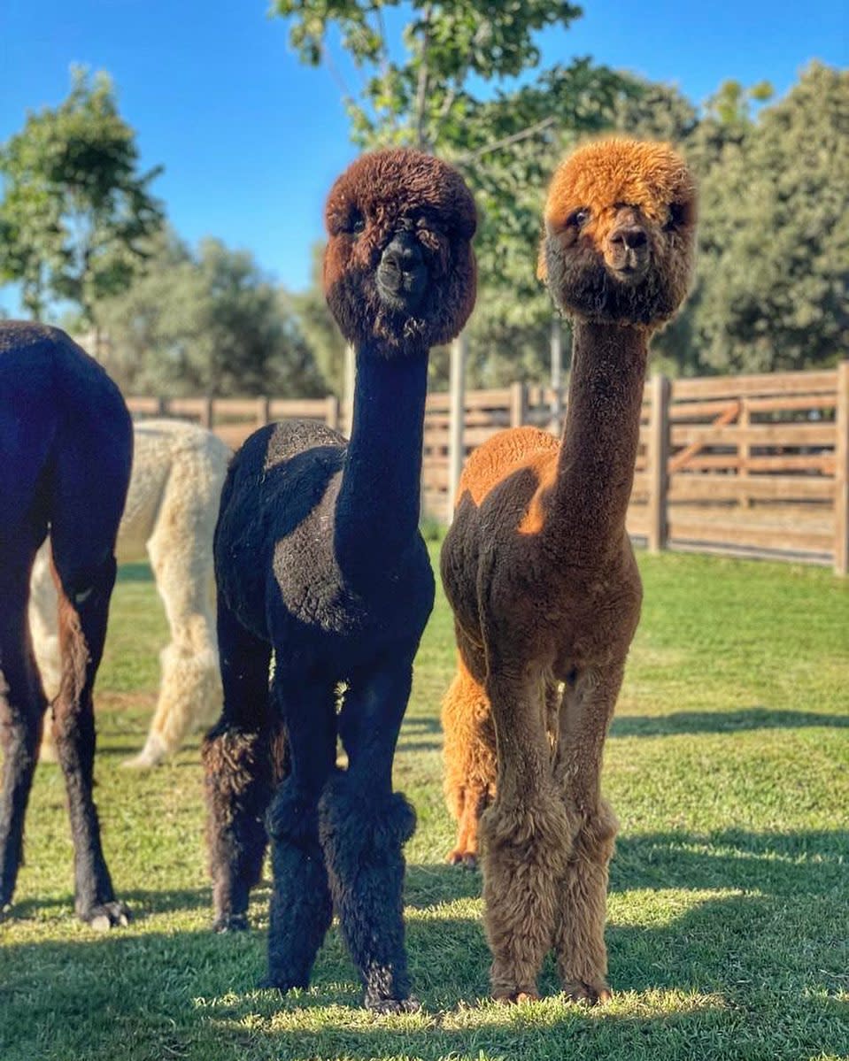 剪毛囉！（圖／IG@pianideglialpaca）