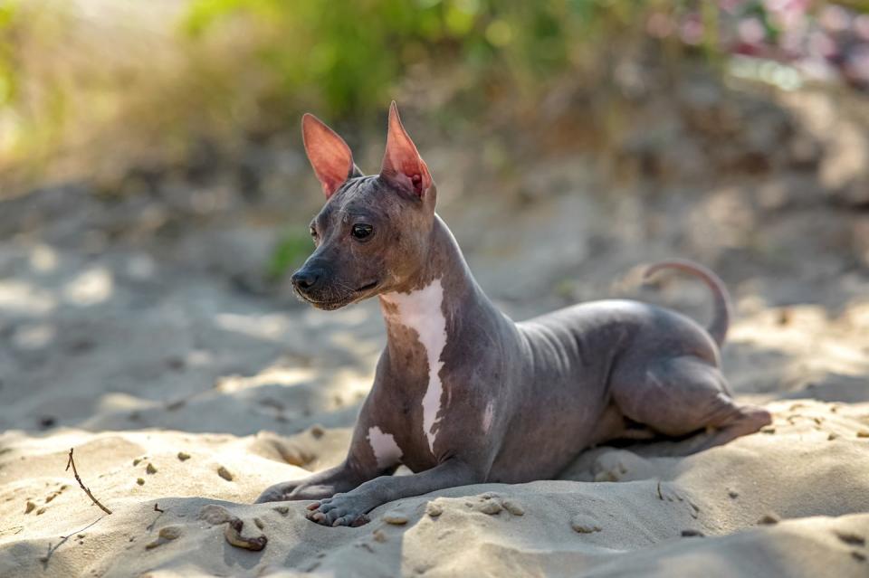 American Hairless Terrier