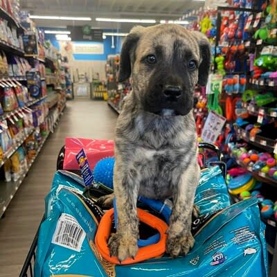 Pet Supplies Plus and Wag N' Wash experience consistent growth as the industry continues to surge.