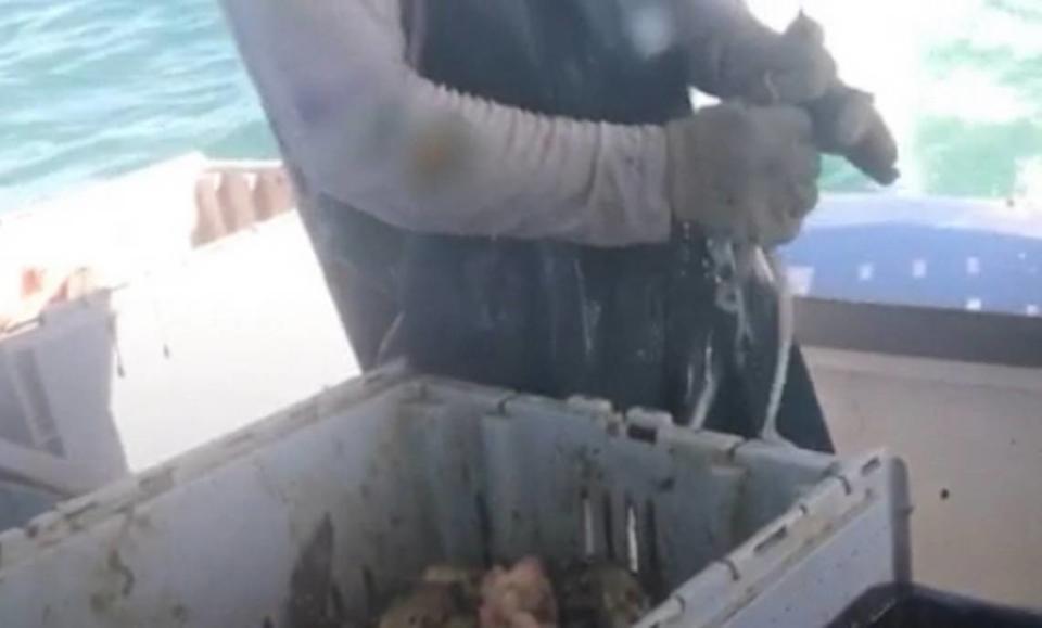 A commercial fisherman kills an octopus during a Nov. 19, 2022, stone crabbing trip off the Florida Keys.