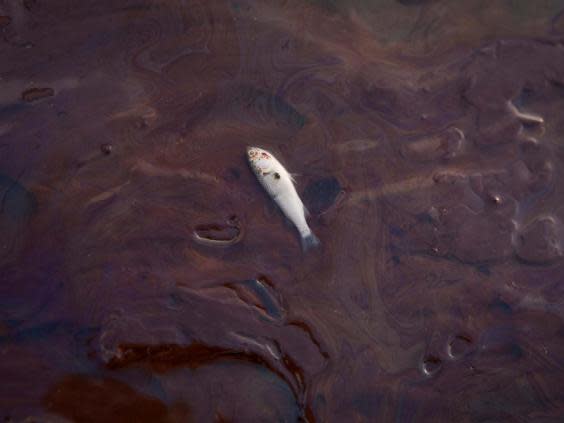 A fish lies dead in oil from the Deepwater Horizon oil spill on Grand Terre Island, Louisiana on June 8, 2010 (REUTERS/Lee Celano/File Photo)