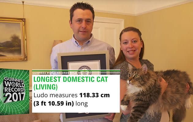Maine Coon Ludo might have been knocked off his longest cat perch. Photo: Youtube