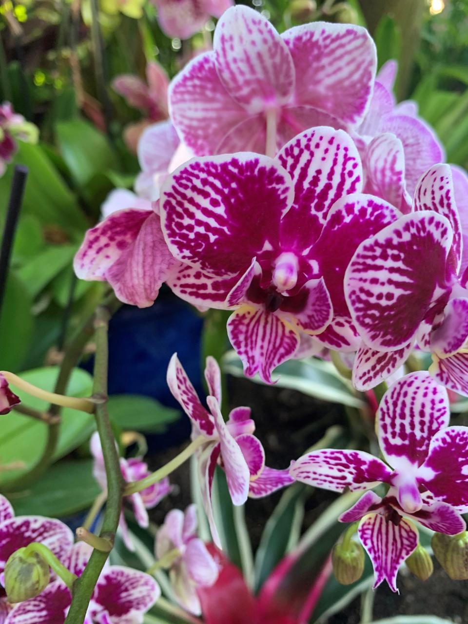 "Welcome to the Orchid Jungle" at the Kiwanis Island Park gymnasium on Merritt Island on May 3 through 6. Visit platinumcoastorchidsociety.org.