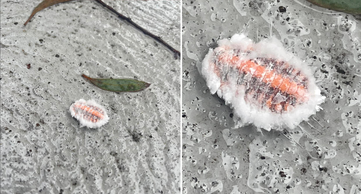 The colourful bright orange insect covered in white fluff crawling across the Sydney woman's driveway.