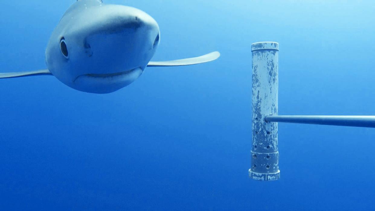 A blue shark captured by the underwater camera network. (Photo: Marine Futures Lab, UWA)