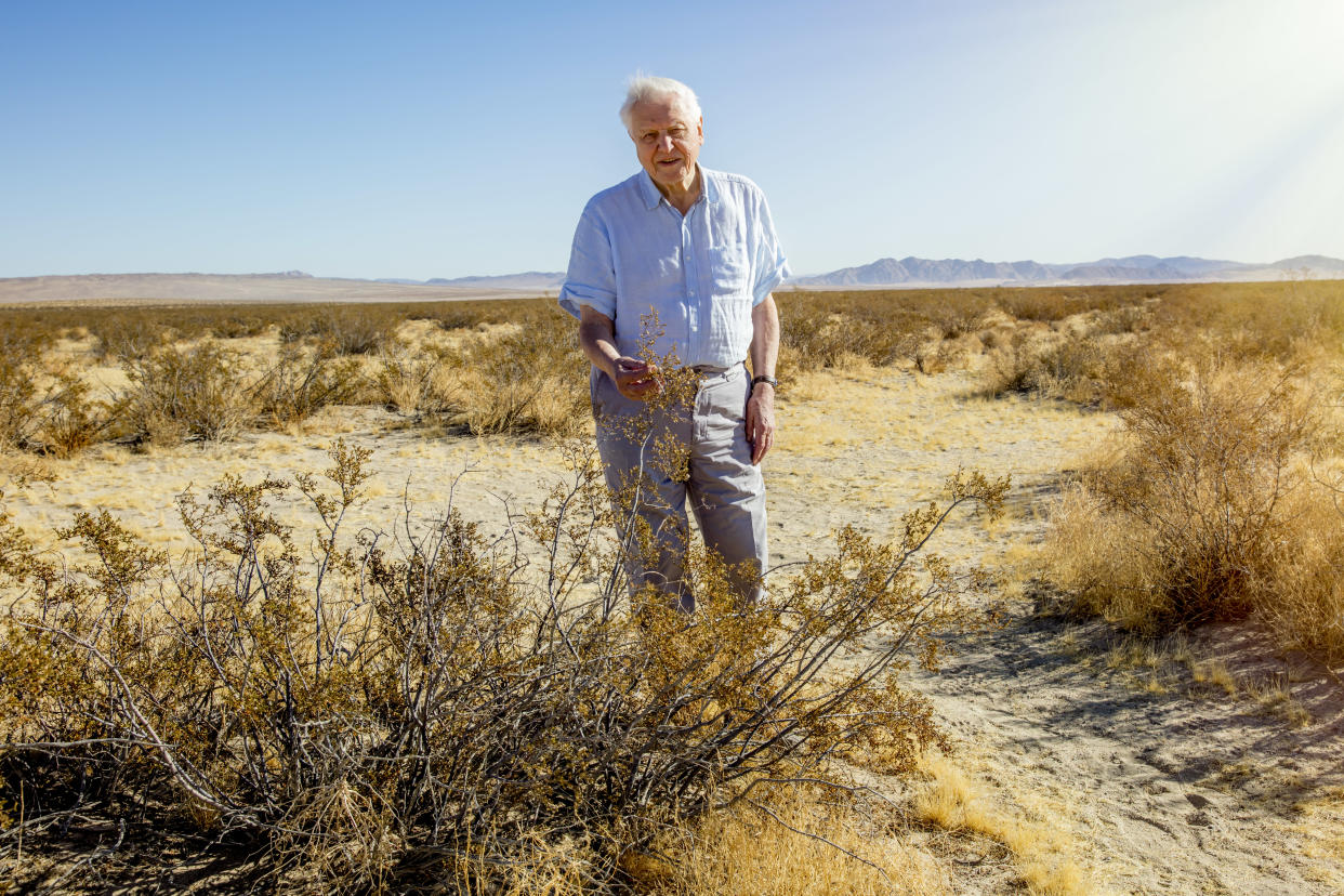 The veteran broadcaster marvelled at the ‘extraordinary’ creosote bush in the Californian desert (BBC/PA)