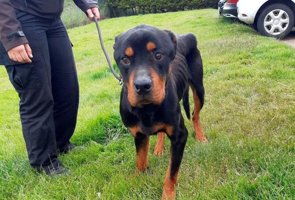 George Todd, 71, and Mary Walton, 62, of Methil, Fife, admitted failing to provide an adequate diet and veterinary care to their Rottweilers, Beau (pictured), aged four, and Nala, two.  (Scottish SPCA / SWNS)