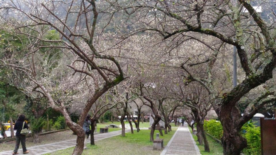 天祥一帶種植百棵梅樹，故有「梅園」之稱，花期預計到20號左右。(資料照) 圖：翻攝自太魯閣國家公園網站