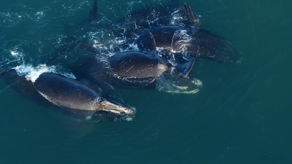 "Last of the Right Whales" has extensive ocean footage taken from the air, including this scene of North Atlantic right whales swimming together near the surface.