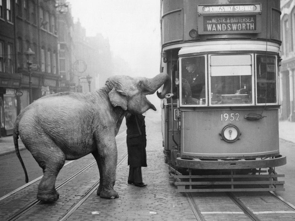 elephant bus uk