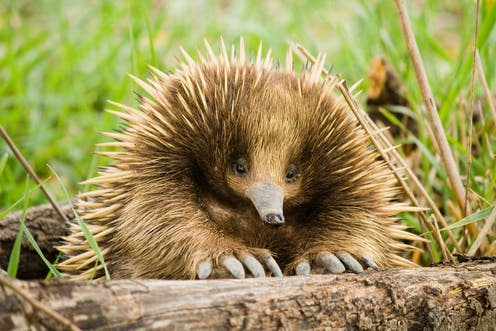 <span class="caption">The echidna has a four-headed penis.</span> <span class="attribution"><a class="link " href="https://www.shutterstock.com/download/success?src=5Mt7Ua1T_g5mVPXvneA1VA-1-1" rel="nofollow noopener" target="_blank" data-ylk="slk:Shutterstock;elm:context_link;itc:0;sec:content-canvas">Shutterstock</a></span>