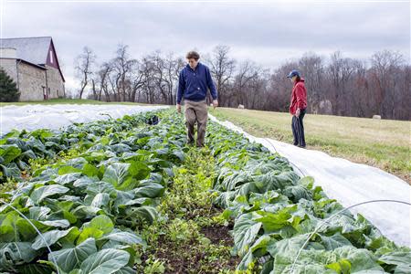 Chester County Food Bank agricultural director Bill Shick (L) and volunteer Barbara Boyle inspect rows of collard greens in preparation for harvesting on the farm of Springton Manor where the program grows produce in suburban Philadelphia, Pennsylvania November 21, 2013. REUTERS/Tom Mihalek