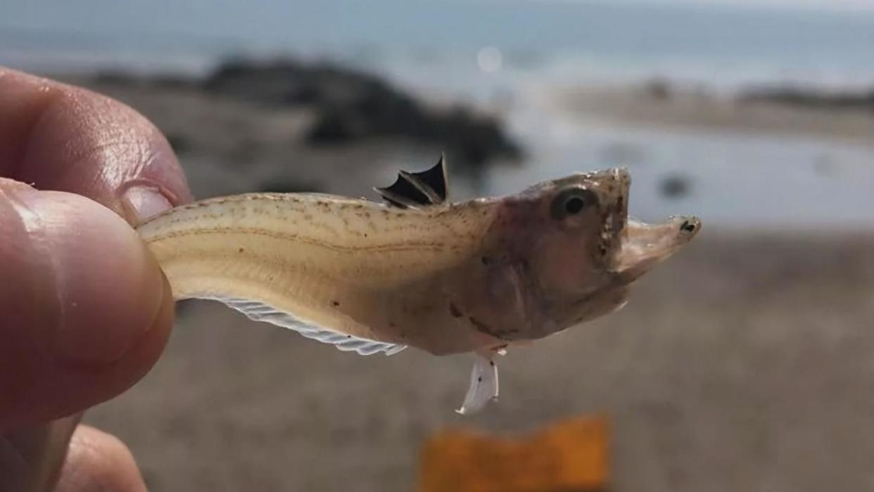 A person on a beach holding a small weever fish with its mouth open